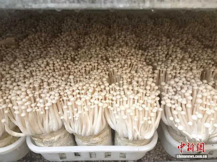 走进赣北小山村：菌菇飘香 特色富民产业促振兴