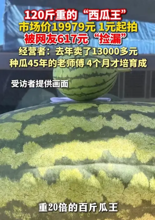 120斤西瓜王仅617元成交!买家花3个瓜的钱捡漏巨瓜