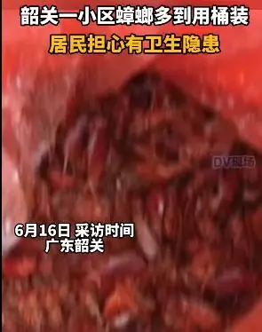 广东一小区蟑螂集体出没 清扫后的虫体多到用桶装！