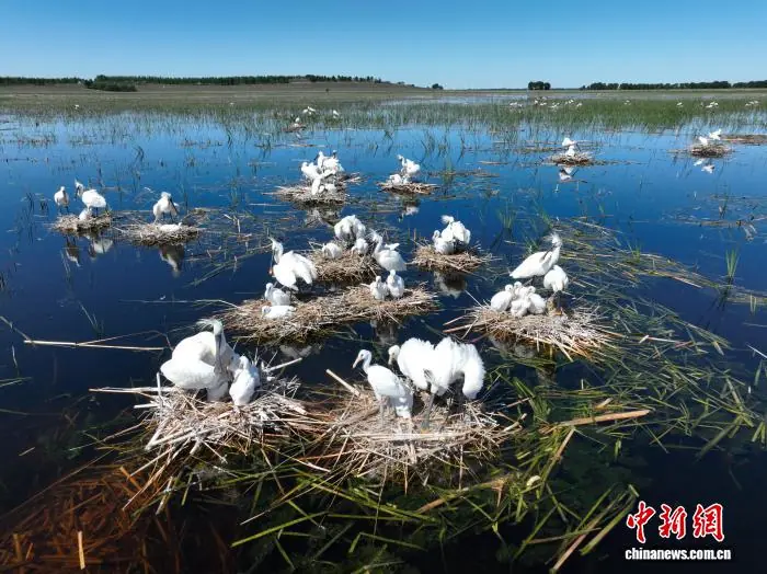 吉林莫莫格湿地白琵鹭繁殖巢数量超500个