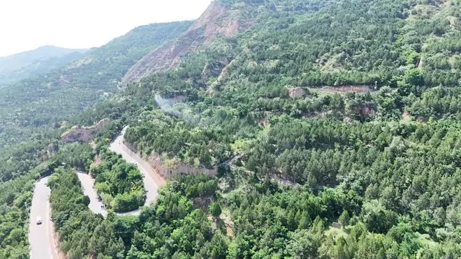 甘肃甘谷：无人机飞防治景区林木病害