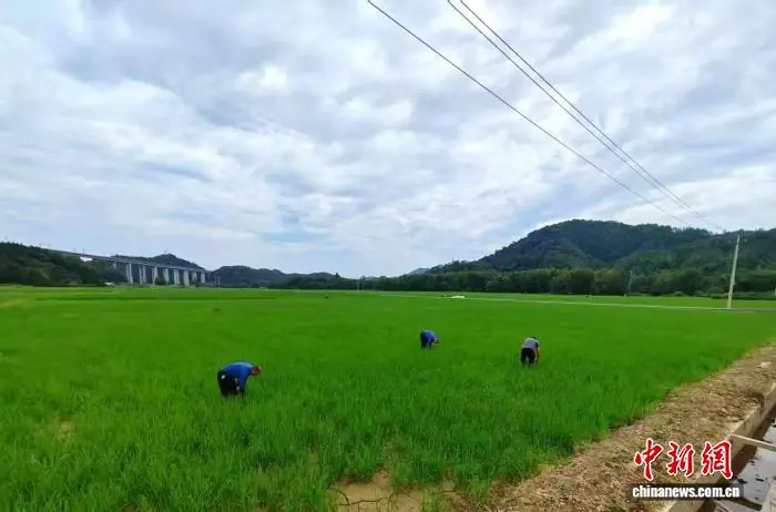 （乡村行·看振兴）聚贤赋能循环农业 江西德兴统战铺就乡村共富路
