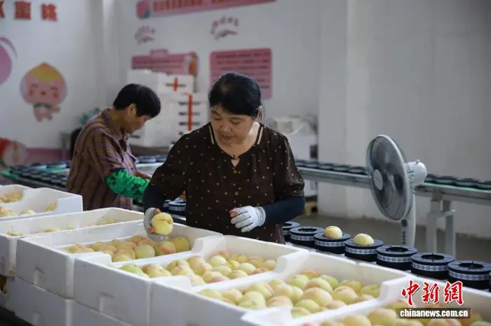 （走进中国乡村）浙江乡村百年蜜桃产业孕育富民“新甜味”