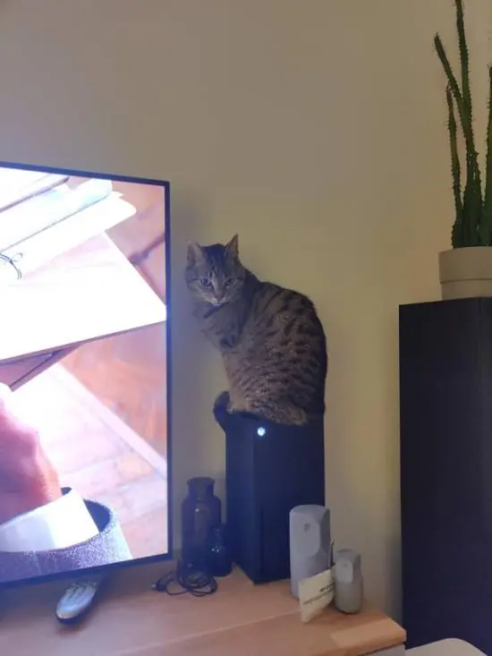 猫总坐在主机散热孔怎么办？传奇爱猫人加装尖刺！