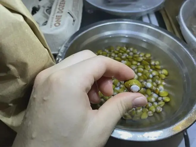 你从小吃到大的河贝，正在悄悄占领全世界的淡水河流