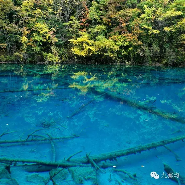 九寨沟湖水绚丽色彩系自然形成，无染色无污染