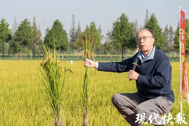 南京农业大学丁艳锋团队获国家科技进步奖二等奖，二十年稻田坚守为一碗中国好饭