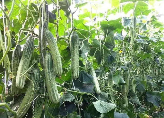 吃半根苦黄瓜竟进医院？专家提醒：发苦可能有毒，千万别硬咽